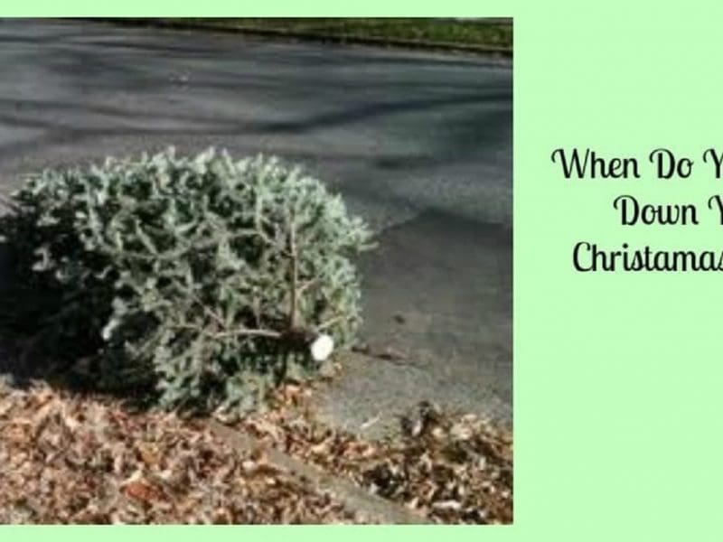 When do you take down your Christmas Tree
