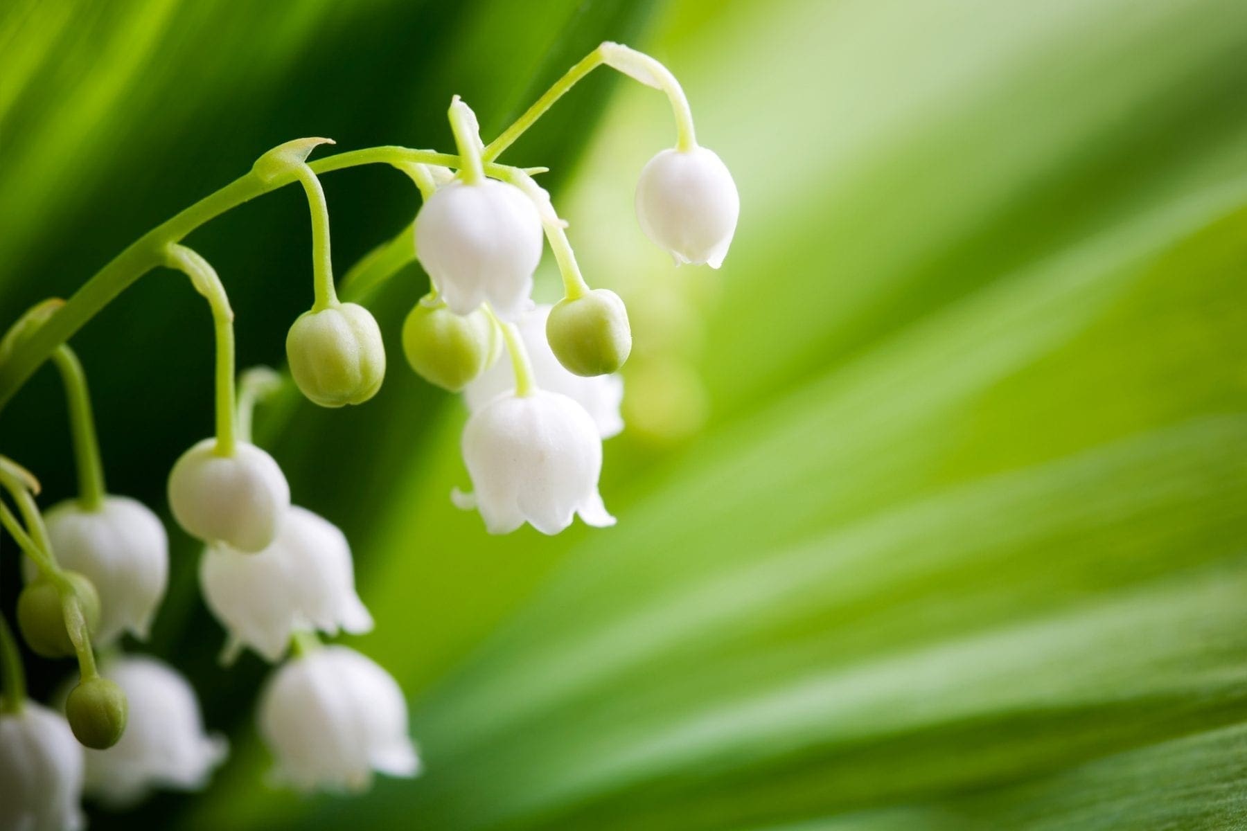 Symbolism of Maiglöckchen, Lily of the Valley, in Germany