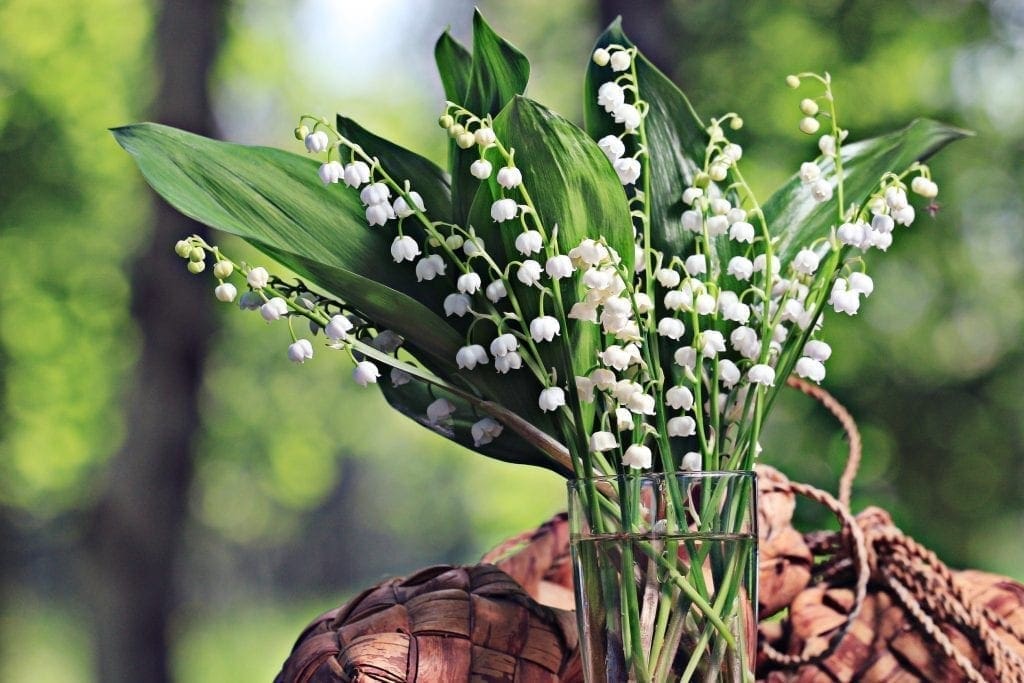 Symbolism of Maiglöckchen, Lily of the Valley in German | A German