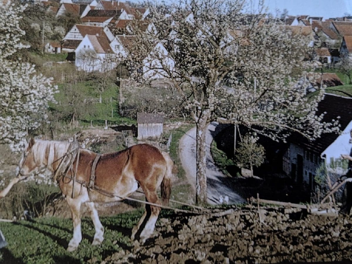 What was Peasant Life Like? Our Daily Bread German Village Life 15001850
