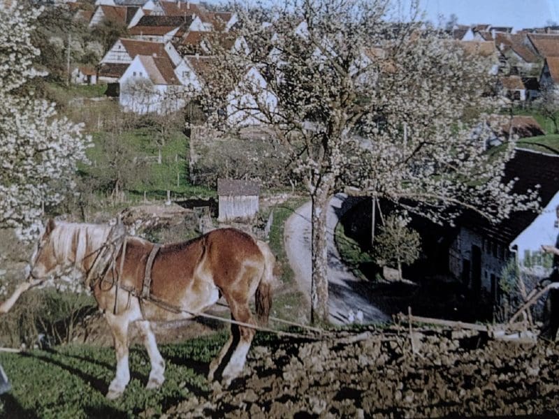 What was Peasant Life Like? Our Daily Bread: German Village Life 1500-1850