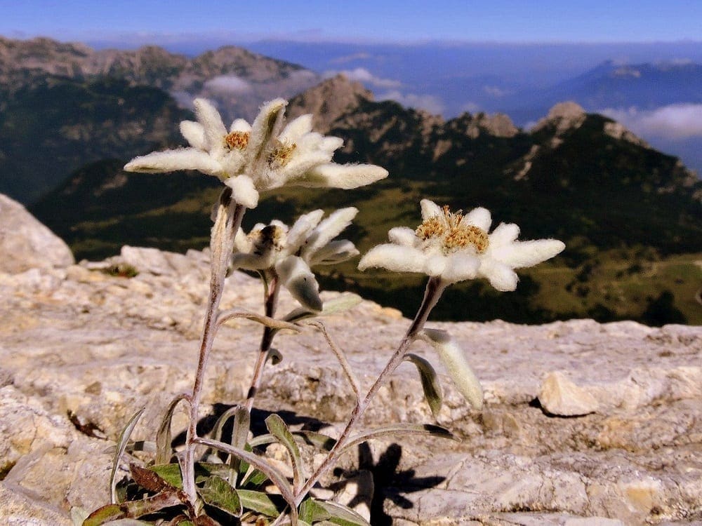 alpine flowers