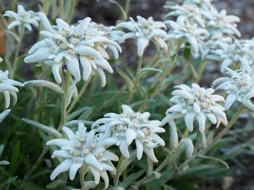 austrian flowers