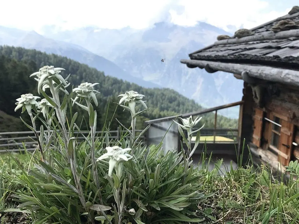 alpine flowers