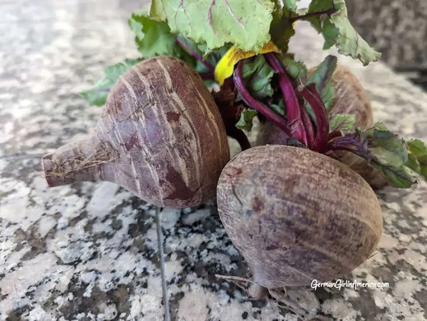 German beet salad