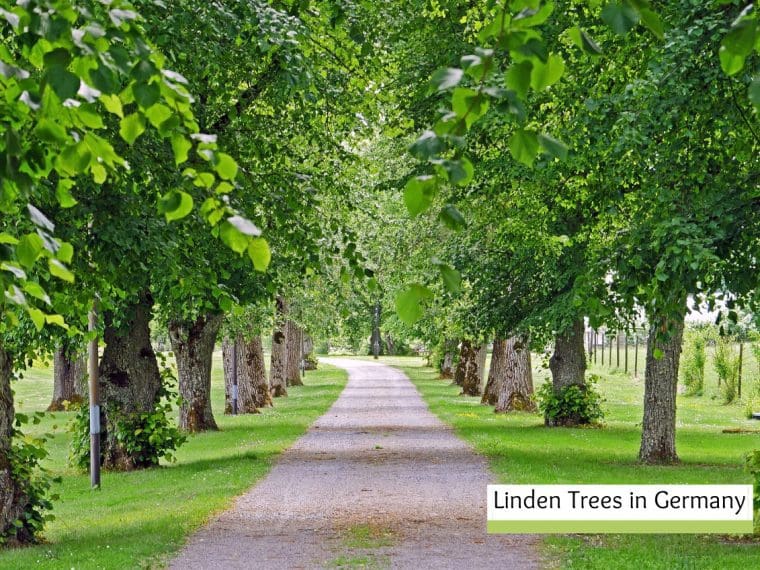 The Linden tree in Germany The Tree at the Heart of Germany
