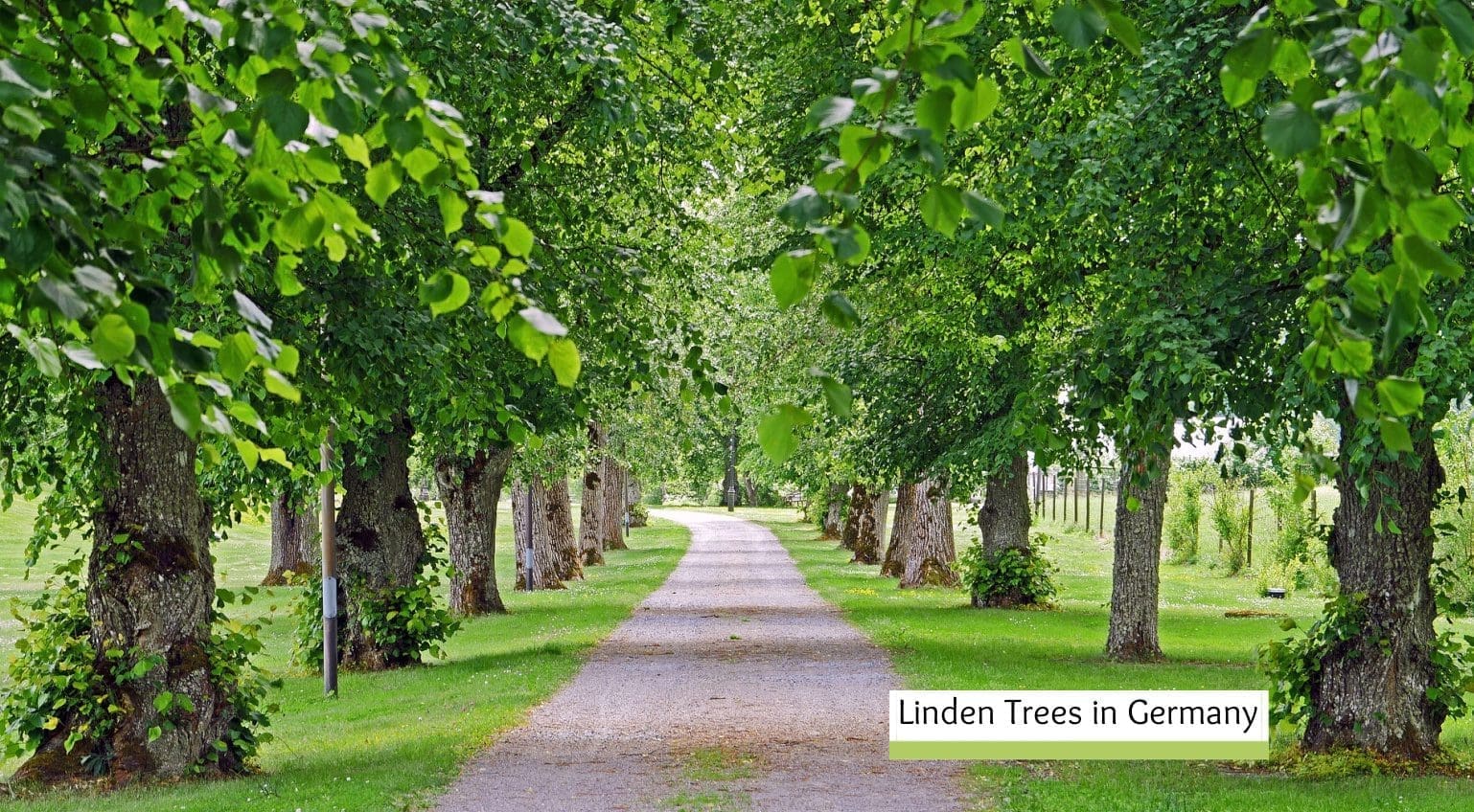 linden trees in germany cover