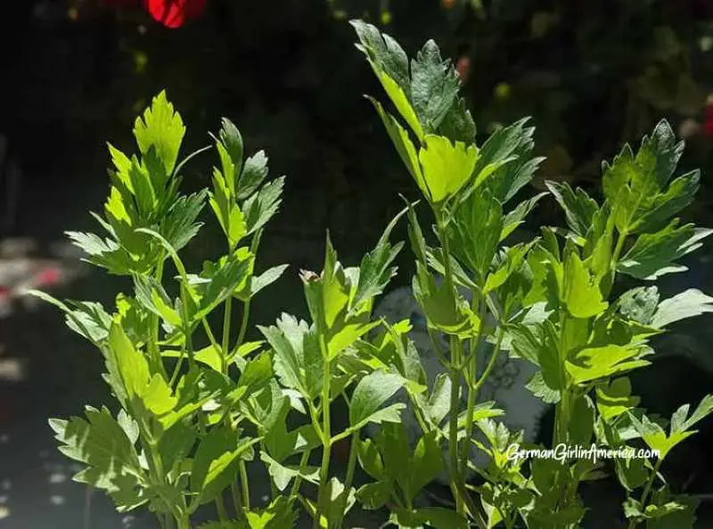 maggikraut lovage