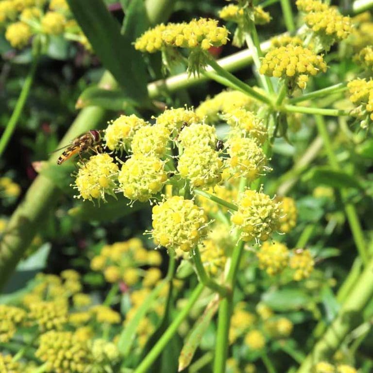 What is Maggikraut All about Liebstöckel or Lovage