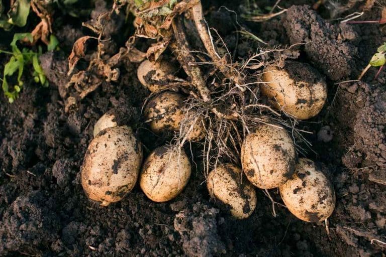 The Potato in Germany From ErdApfel to Kartoffel