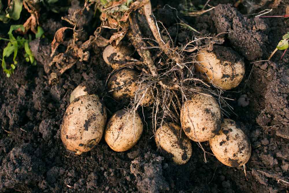 the potato in germany