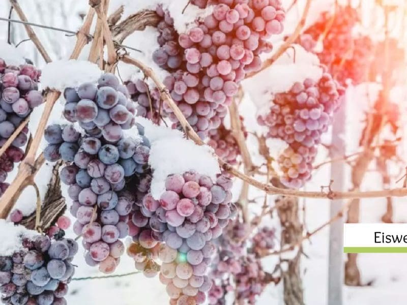 What is Eiswein? A sweet, delicious specialty dessert Wine